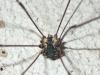 Leiobunum sp-a